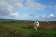 Weißes Pferd galoppiert auf der grünen Wiese am Meer auf die Kamera zu, blauer Himmel, Sommer, Sonne, Natur, draußen, Tag