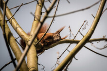 Detail Of A Squirrel's Head On A Branch