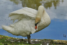 Mute Swan (Cygnus Olor) Preening On The Side Of A Lake In Wiltshire, England