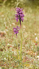 Poster - lily goat, plants in bloom