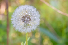 Dandelion In A Meadow Gone To Seed