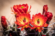 Red Cactus Flowers Blooming