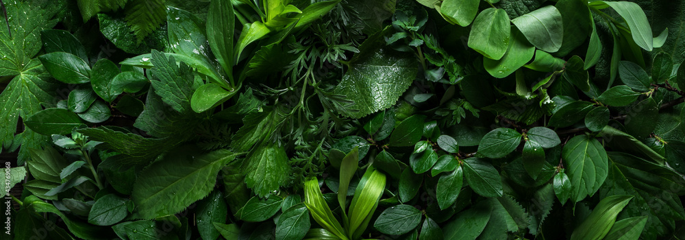 Green leaves as background - obrazy, fototapety, plakaty 