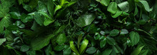 Green Leaves As Background