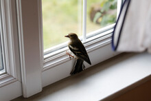 Bird Trapped In A House In Eure, France