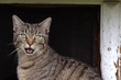 Junge verloren gegangene Katze miaut ruft sucht Hilfe vor Kellerfenster