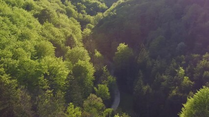 Wall Mural - A 4K aerial footage of a path on the autumn forest