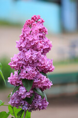 Wall Mural - beautiful bright flowers of blossoming lilac