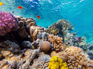 Wall Mural - colorful corals and exotic fishes at the bottom of the red sea. beautiful natural summer background