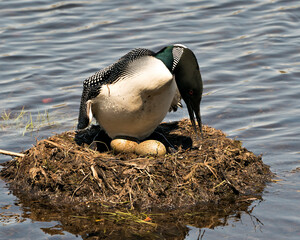 Wall Mural - Loon Photo Stock. Nesting and looking at eggs on its nest with marsh grasses, mud and water by the lakeshore in its environment and habitat. Image. Picture. Portrait.