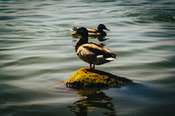 duck on the water