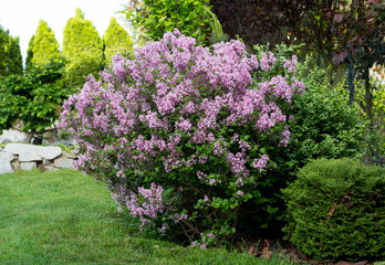 Syringa microphylla 'Superba' in the park, blooming lilac