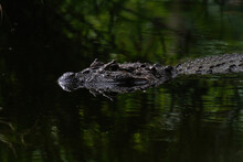 Brazilian Alligator In The Water With Reflex 