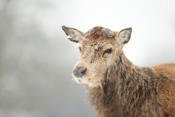 Wall Mural - Close up of a Red deer having recently shed his antlers