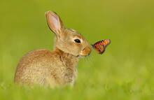 Cute Little Rabbit With A Butterfly On Nose
