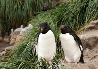 Wall Mural - two rockhopper penguins standing in tussac grass