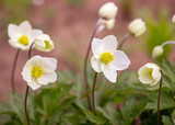 Fototapeta Kwiaty - White flowers Anemone forest full opening in springtime. Perennial herbaceous plant Rununculaceae family. Selective focus