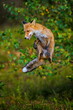 Close-up portrait of a red fox jumping in a dynamic position with a wide smile directly against the photographer. Natural environment. Vulpes vulpes