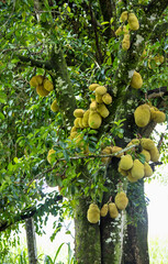 Poster - Fruta jaca na árvore