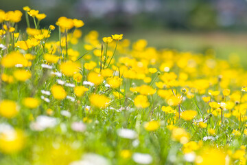 Golden flower field in the morning