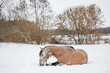 wunderschöner PRE Wallach liegt im Schnee auf einer Weide Trick gelehriges Pferd abgelegt Schimmel im Schnee