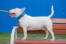 White Bull Terrier Dog, Standing Straight Sideways, On A Bench, In Full Growth, Muzzle Close-up Smiling Face, With Protruding Tongue, Greenery In Nature