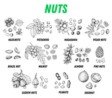 Nuts Collection Hand Drawn Sketch. Vector Illustration. Nuts Cocktail. Organic Healthy Food. Nuts Packaging Design. Engraved Style. Black And White Color