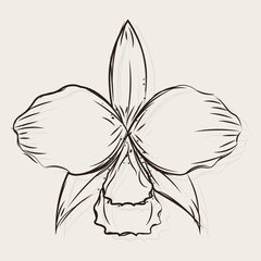 Wall Mural - Isolated sketch of a flower Vector illustration