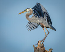 Great Blue Heron On A Stump