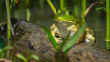 Green Bull Frog On The Pond