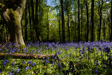 A Beautiful Bluebell Forest In The Spring