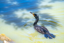 A Double-crested Cormorant Swimming In The Lake. 