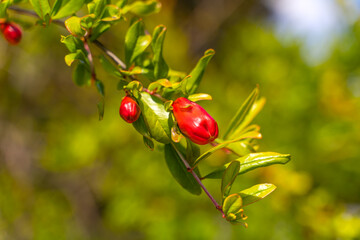 Canvas Print - Pomegranate buds in spring, California