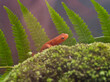 Eastern red spotted newt 37