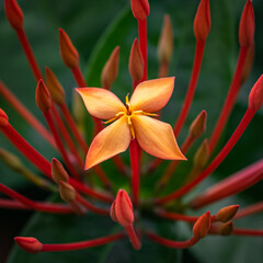 Poster - Cambodian flower