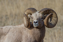 Bighorn Sheep Portrait