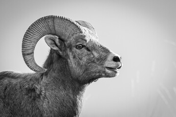 bighorn ram portrait