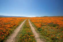 Desert Dirt Road Through Field Of California Golden Poppies In The High Desert Of Southern California USA