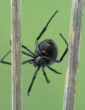 P5130033 Ventral View Of Female Black Widow Spider From Boundary Bay, Delta, Canada CECP 2021