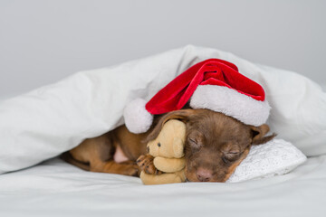 Cute dachshund puppy wearing red santa's hat sleeps under warm blanket on a bed at home and hugs favorite toy bear