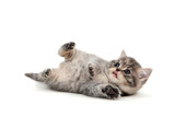 Fototapeta Koty - A gray purebred kitten lies on a white background