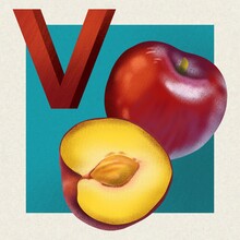 Hand Drawing Textured Cute Illustration Of Fruit Alphabet V Letter With Victoria Plum. Use For Print, Fabric, Card, Poster, School, Kindergarten, Children Education, Children’s Books, Brochures