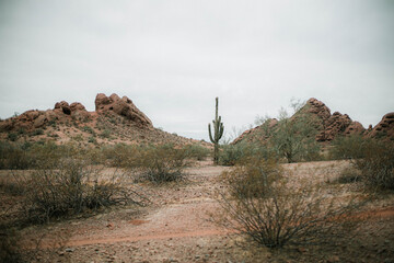 Wall Mural - landscape in the desert