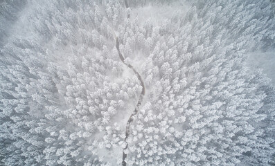 Wall Mural - Winter foggy forest