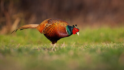 Wall Mural - Common pheasant, phasianus colchicus, male feeding on pasture in spring nature. Brown bird with ringed neck looking for food on field. Feathered gamebird standing on grass.