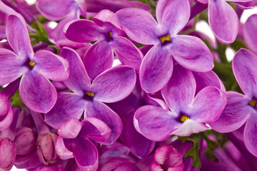 Wall Mural - Lilac flowers isolated on white background.