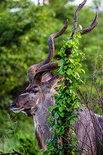 The Closeup Of The Male Greater Kudu In Kruger Park In South Africa.