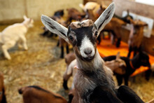 Goat Farm. New Borned Goat Kids.  France.