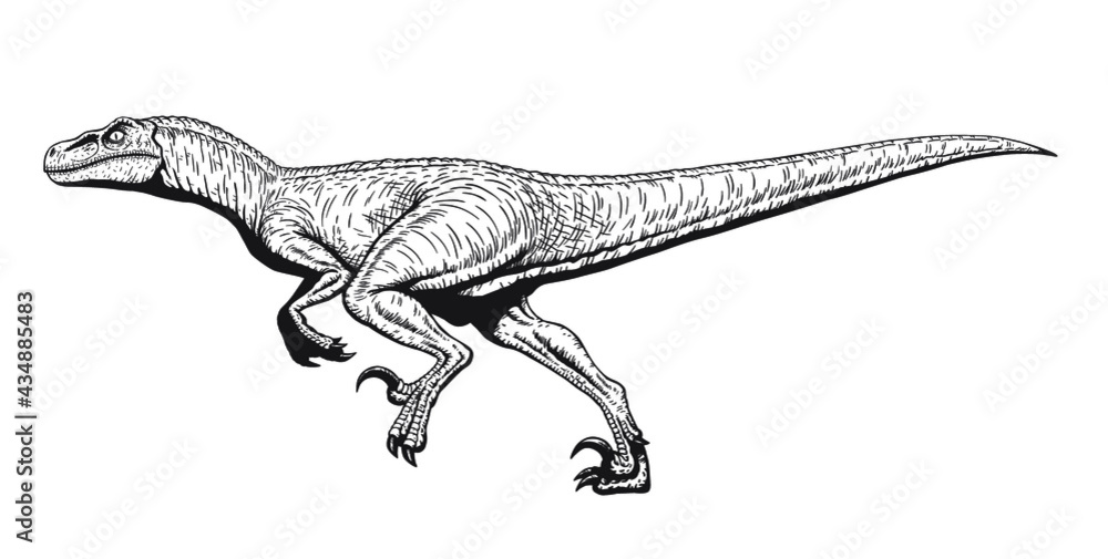 Running Velociraptor drawing line art, Raptor dinosaurs coloring page, Isolated on white background, Vector illustration - obrazy, fototapety, plakaty 