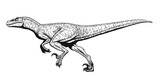 Fototapeta  - Running Velociraptor drawing line art, Raptor dinosaurs coloring page, Isolated on white background, Vector illustration